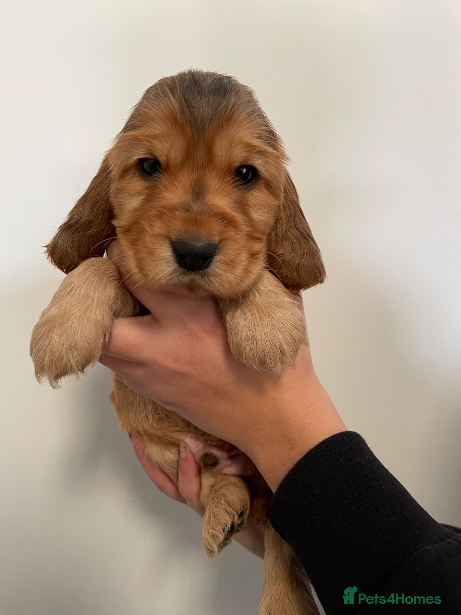 Cocker Spaniel dogs KC REG SHOW TYPE COCKER SPANIELS - Advert 2
