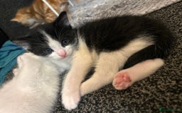 Domestic Shorthair cats for sale: Kittens for sale  - Image 7