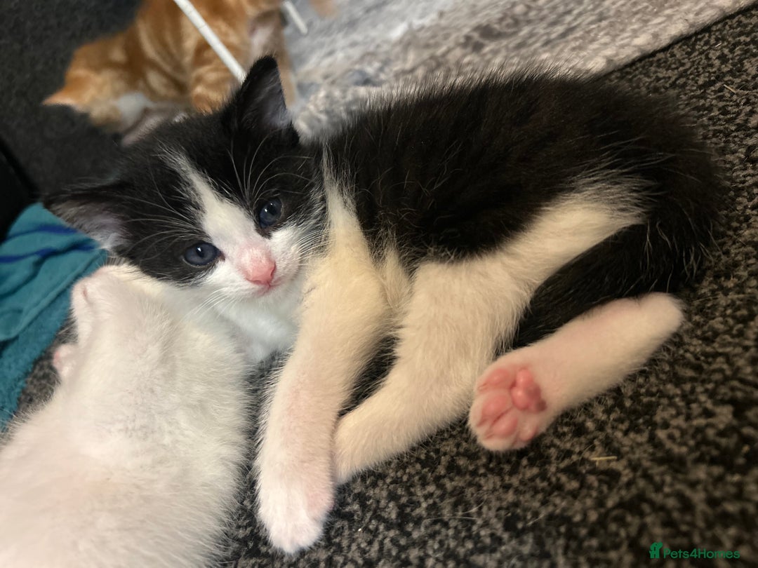 Domestic Shorthair cats for sale: Kittens for sale  - Image 7