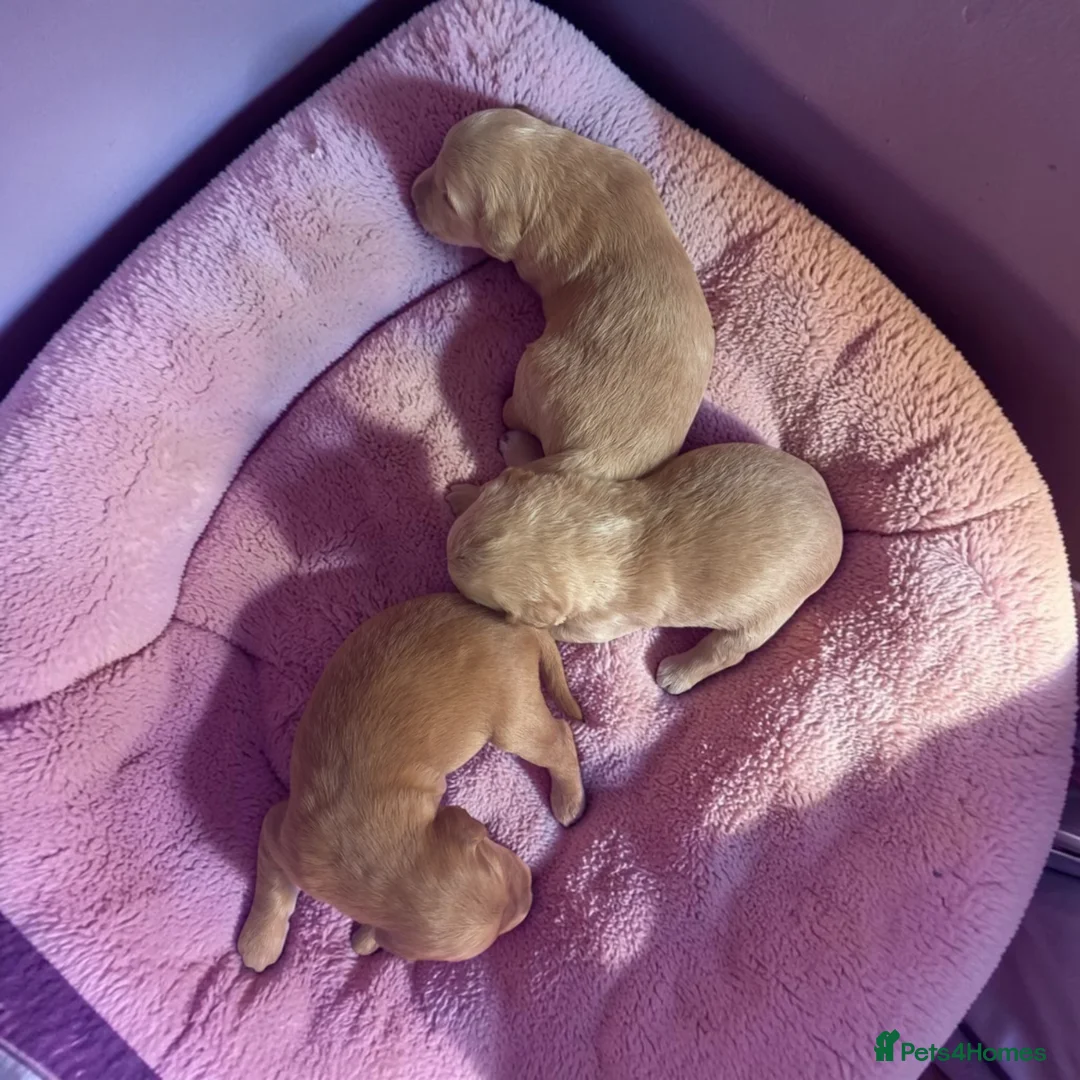 Golden Retriever dogs for sale: Health tested golden retrievers  - Advert 2
