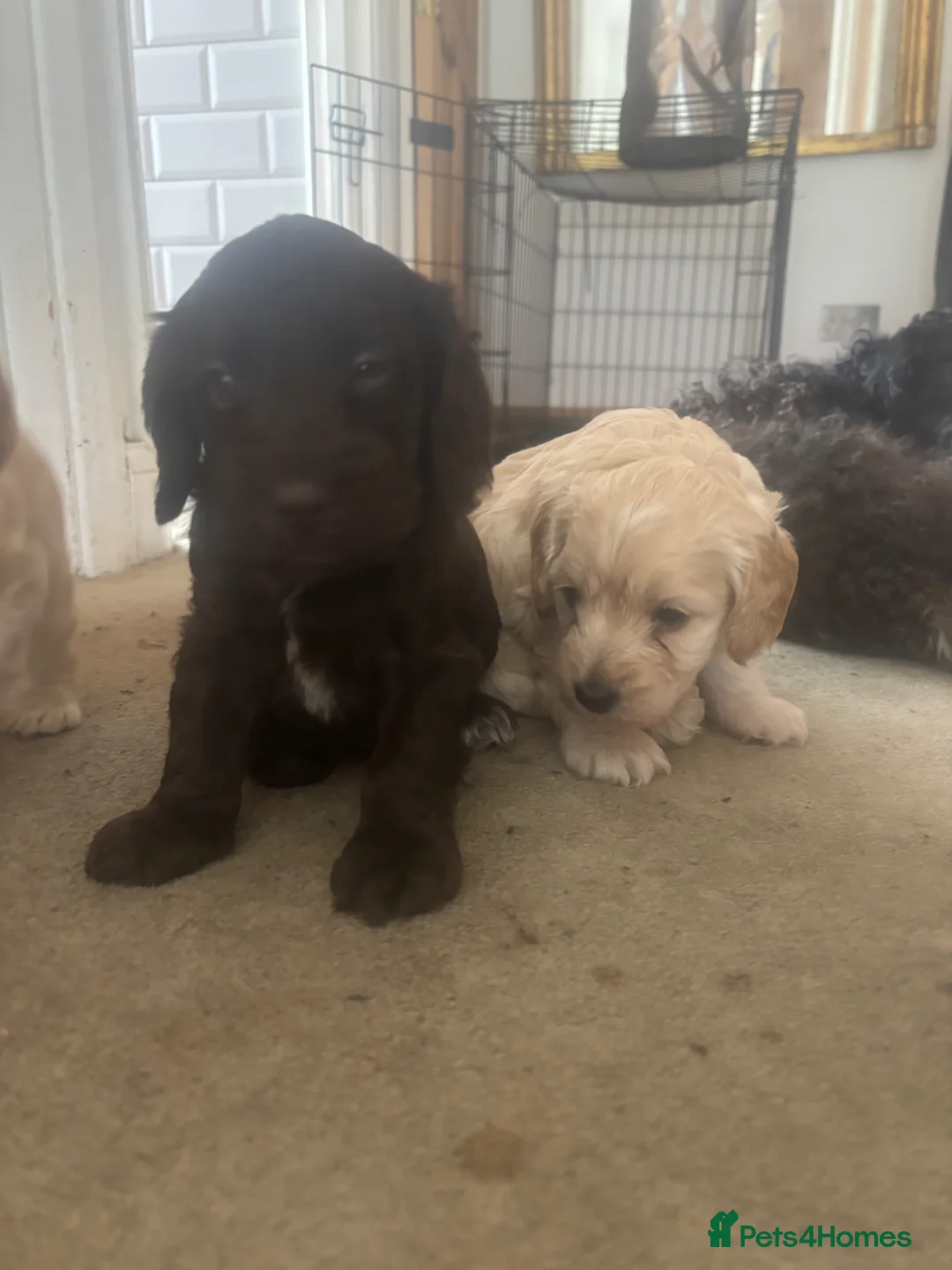 Mixed Breed dogs for sale: “Mini Sprockerpoo Puppies Cream Boys – Ready Now” - Advert 2