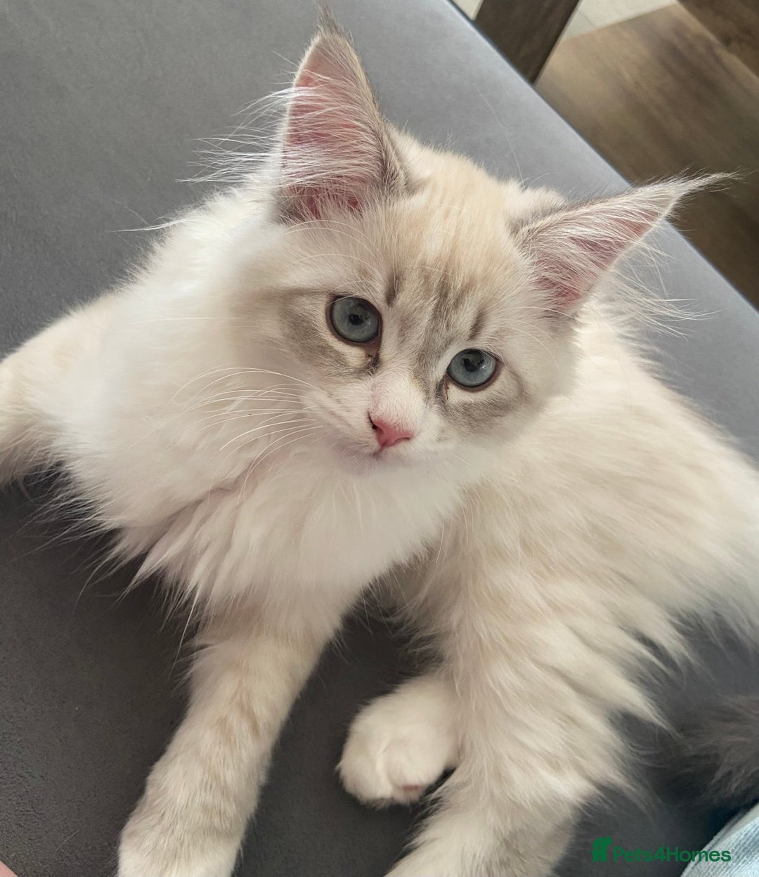 Siberian cats for sale: Siberian kittens   Neva Masquerade White - Image 15