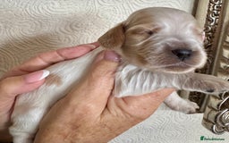 Cocker Spaniel dogs for sale: Pedigree Show cocker spaniels  - Image 12