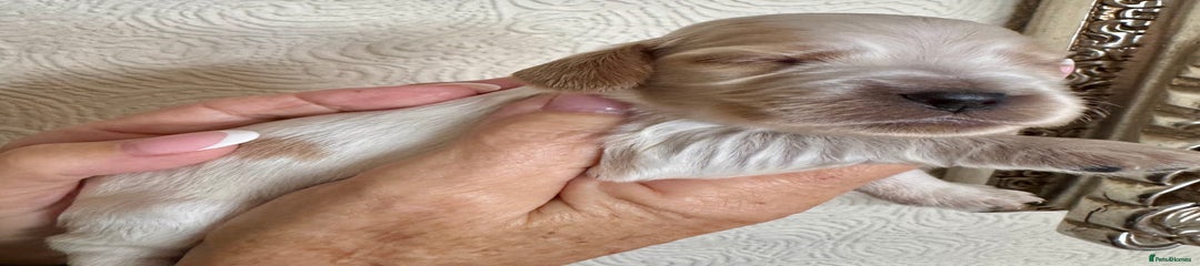 Cocker Spaniel Puppy 4