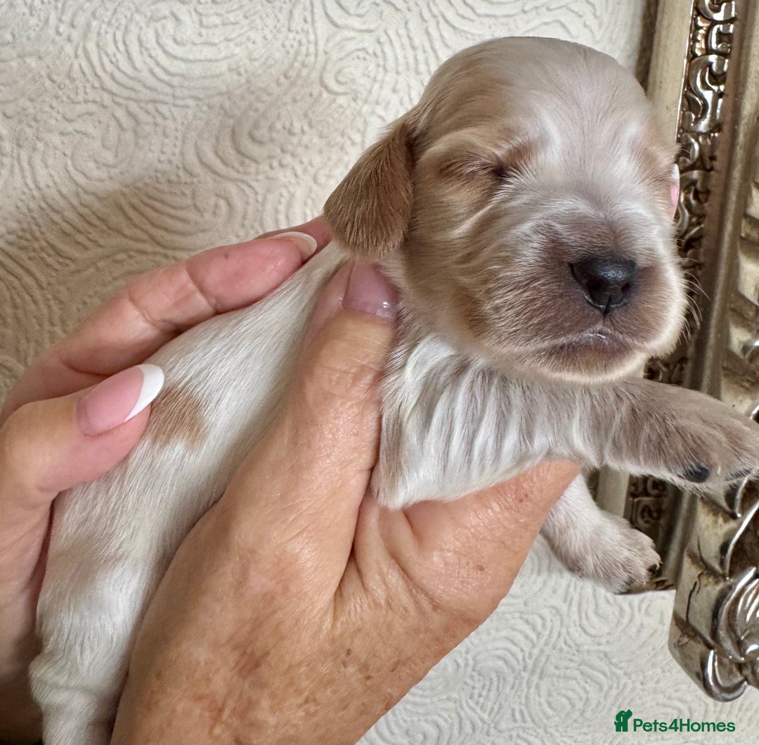Cocker Spaniel dogs for sale: Pedigree Show cocker spaniels  - Image 12