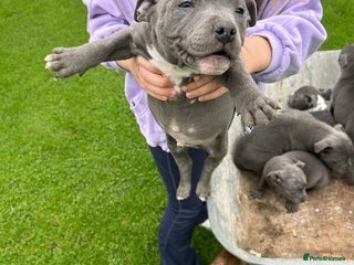 Staffordshire Bull Terrier dogs Staffordshire bull terrier puppies - Advert 1