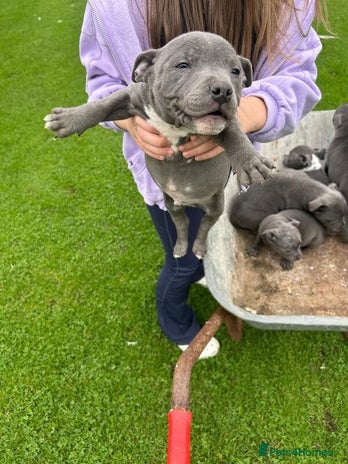 Staffordshire Bull Terrier dogs Staffordshire bull terrier puppies - Advert 1