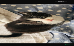 Mixed Breed cats for sale: Kittens for sale - Image 4