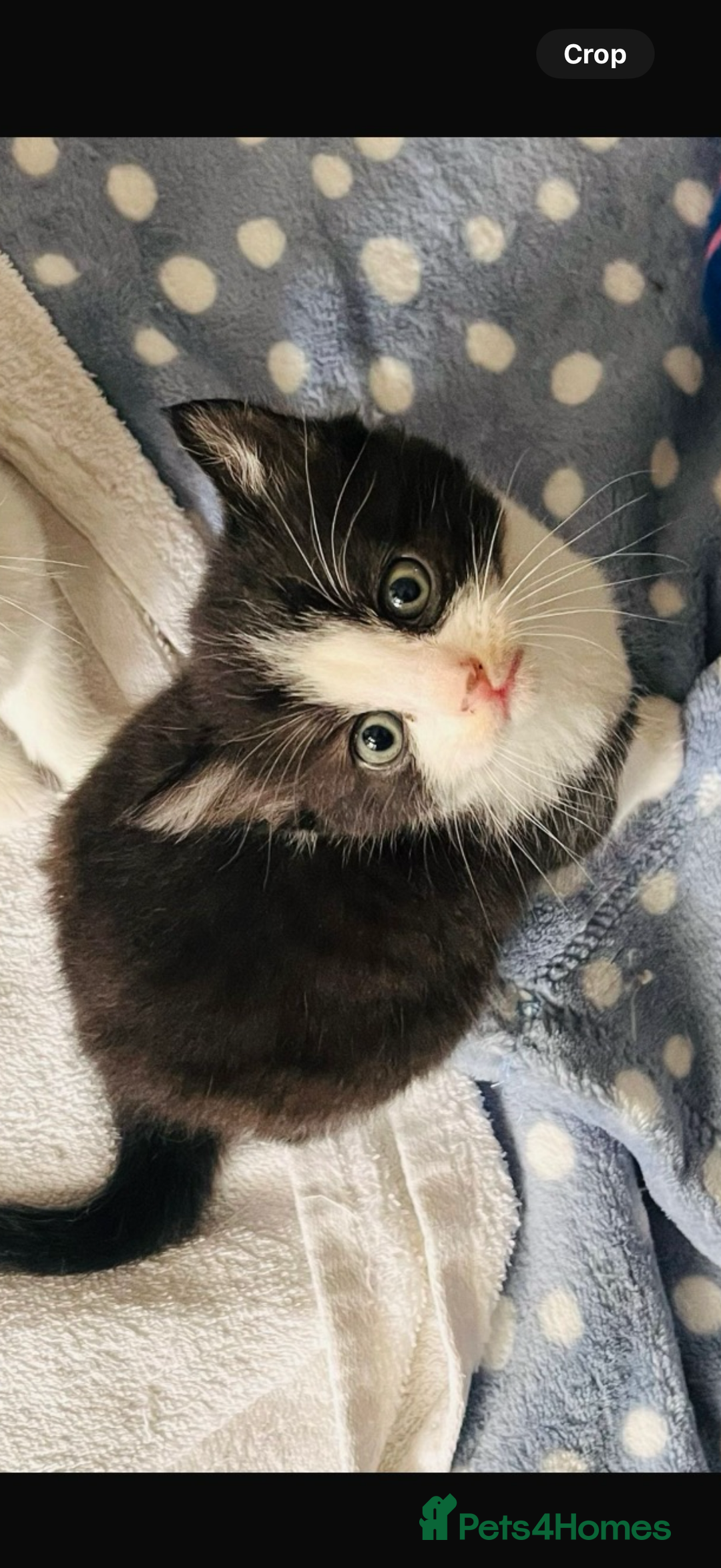 Mixed Breed cats for sale: Kittens for sale - Image 4