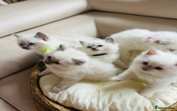 Ragdoll cats for sale: Ragdoll kittens  - Image 1