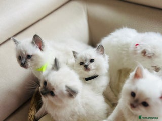 Ragdoll cats for sale - Advert 1