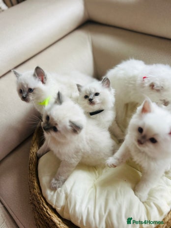 Ragdoll cats - Advert 1