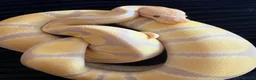 Python Snake reptiles for sale: Female Albino Ball Python possible Toffino young  - Advert 9