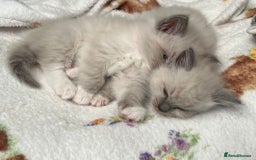 Ragdoll cats for sale: Stunning Bluepoint Ragdoll kittens!  - Image 16