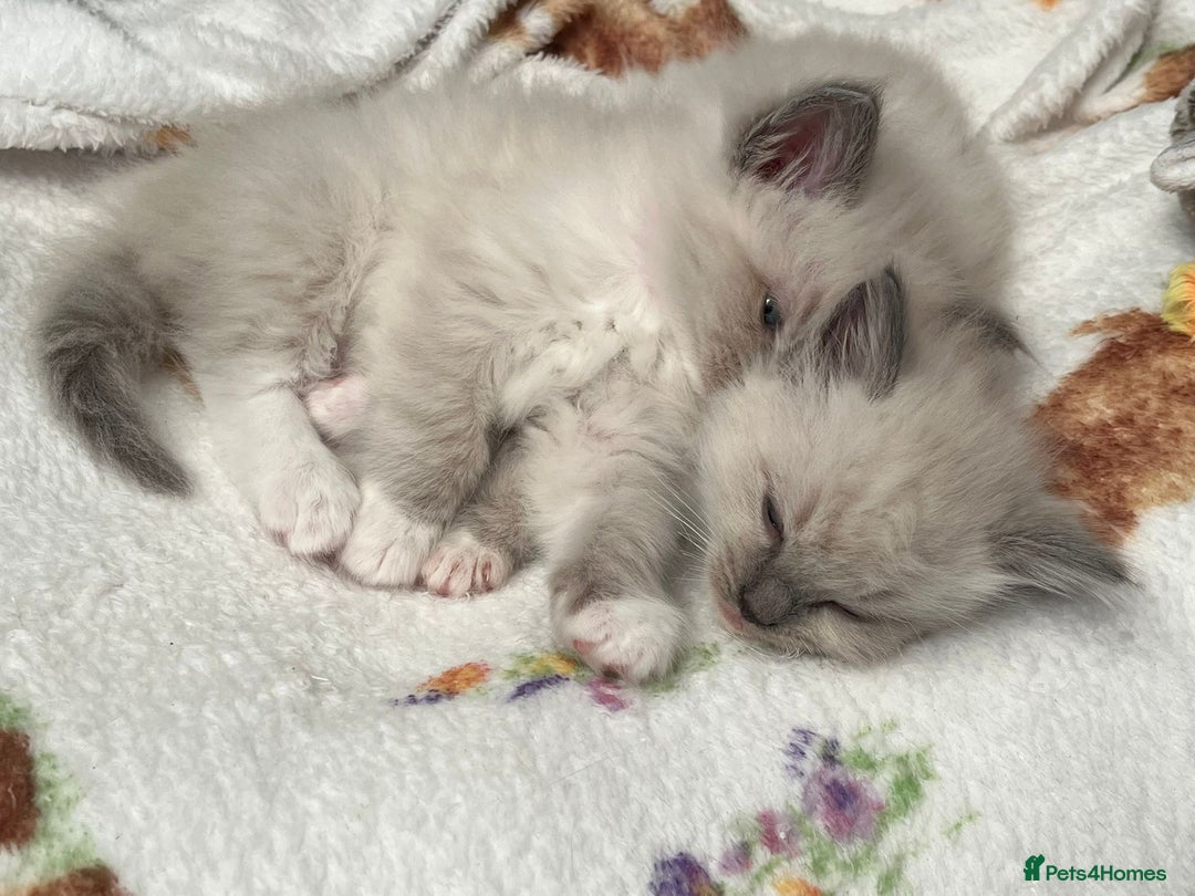 Ragdoll cats for sale: Stunning Bluepoint Ragdoll kittens!  - Image 16