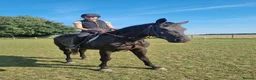 English Thoroughbred horses for sale: Eventing prospect  in Grimsby - Advert 4