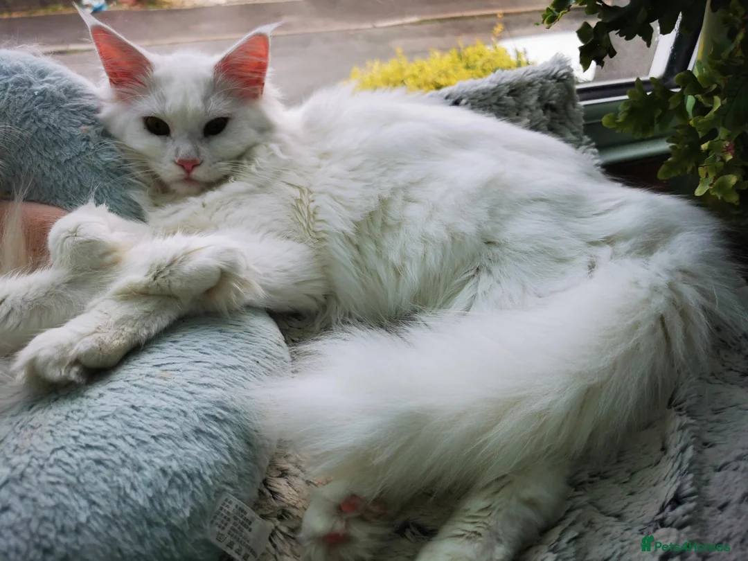 Maine Coon cats for sale: A Touch of Magic: White Maine Coon Girls Available - Advert 2