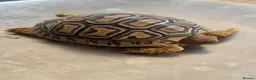 Tortoise reptiles for sale: Leopard Tortoise hatchlings in Rugby - Advert 8