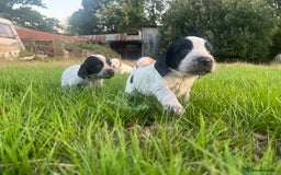 Sprocker dogs for sale: Sprocker puppies for sale   - Image 3