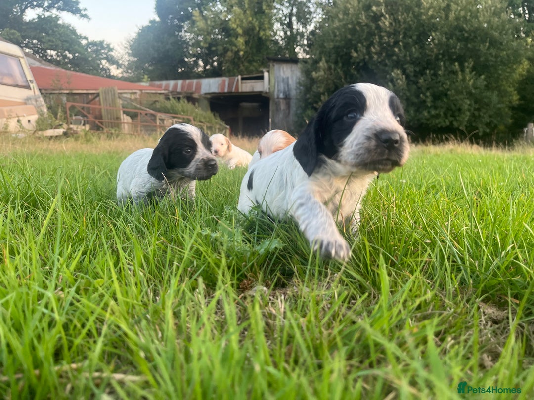 Sprocker dogs for sale: Sprocker puppies for sale   - Image 3