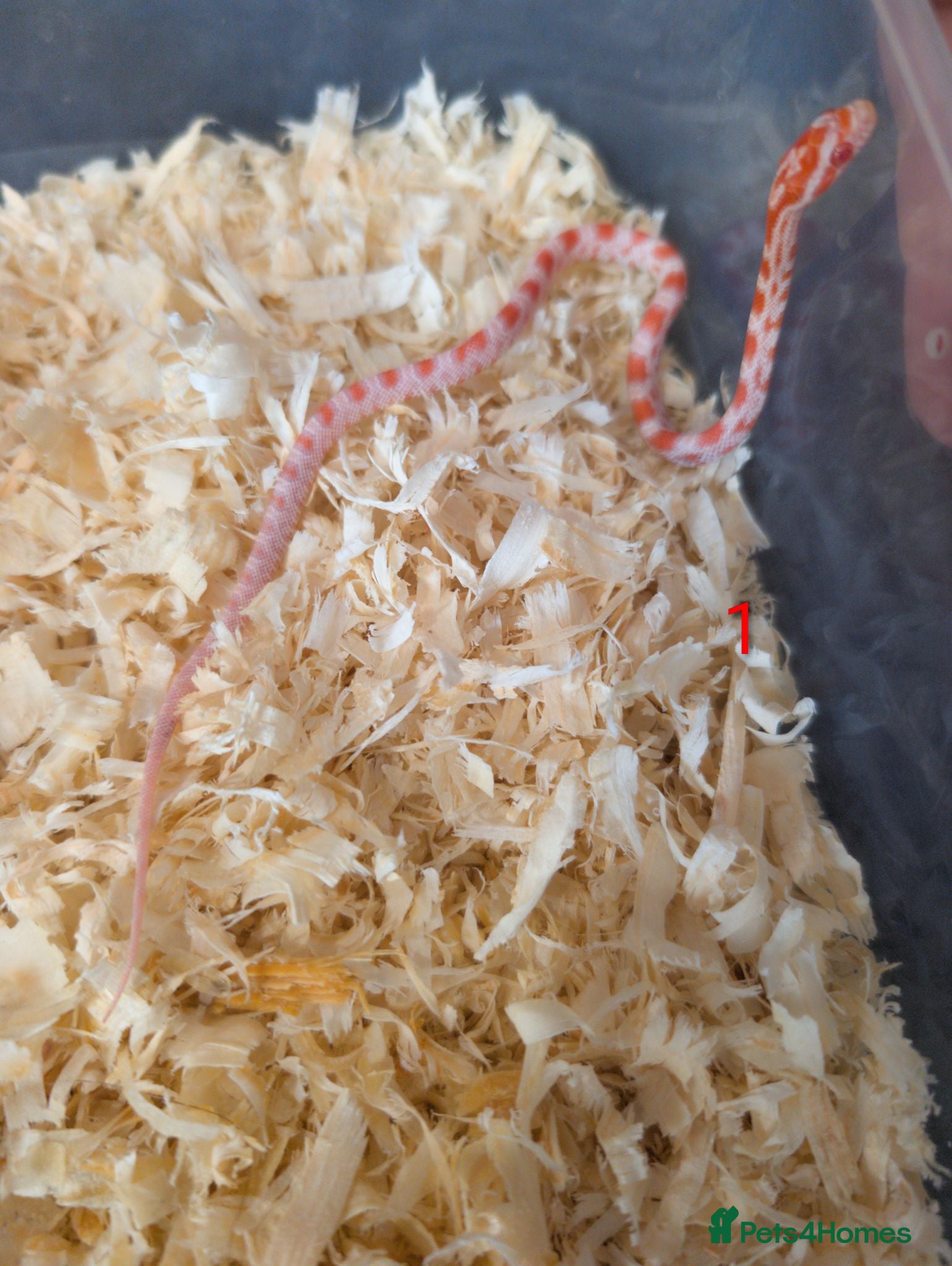 Corn Snake reptiles Corn snakes for sale  - Advert 1