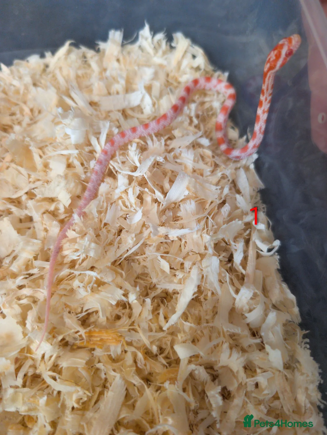 Corn Snake reptiles for sale: Corn snakes for sale  in Pentre - Advert 1