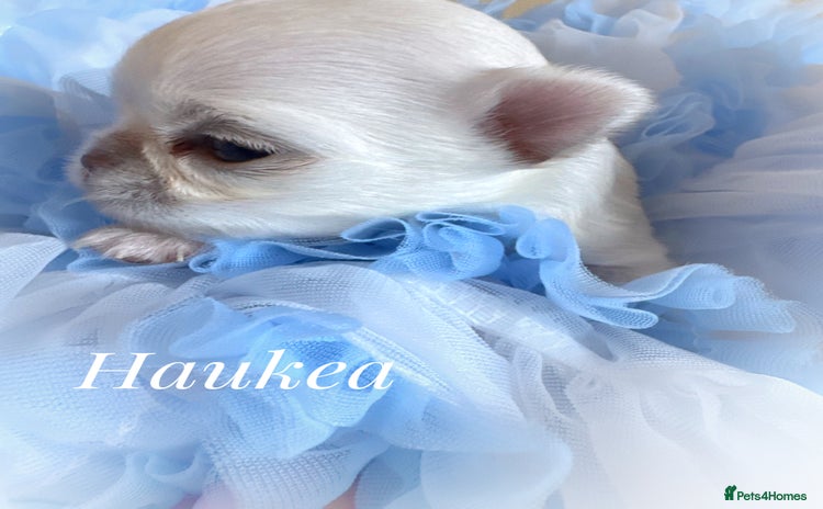 Chihuahua dogs - Advert 1