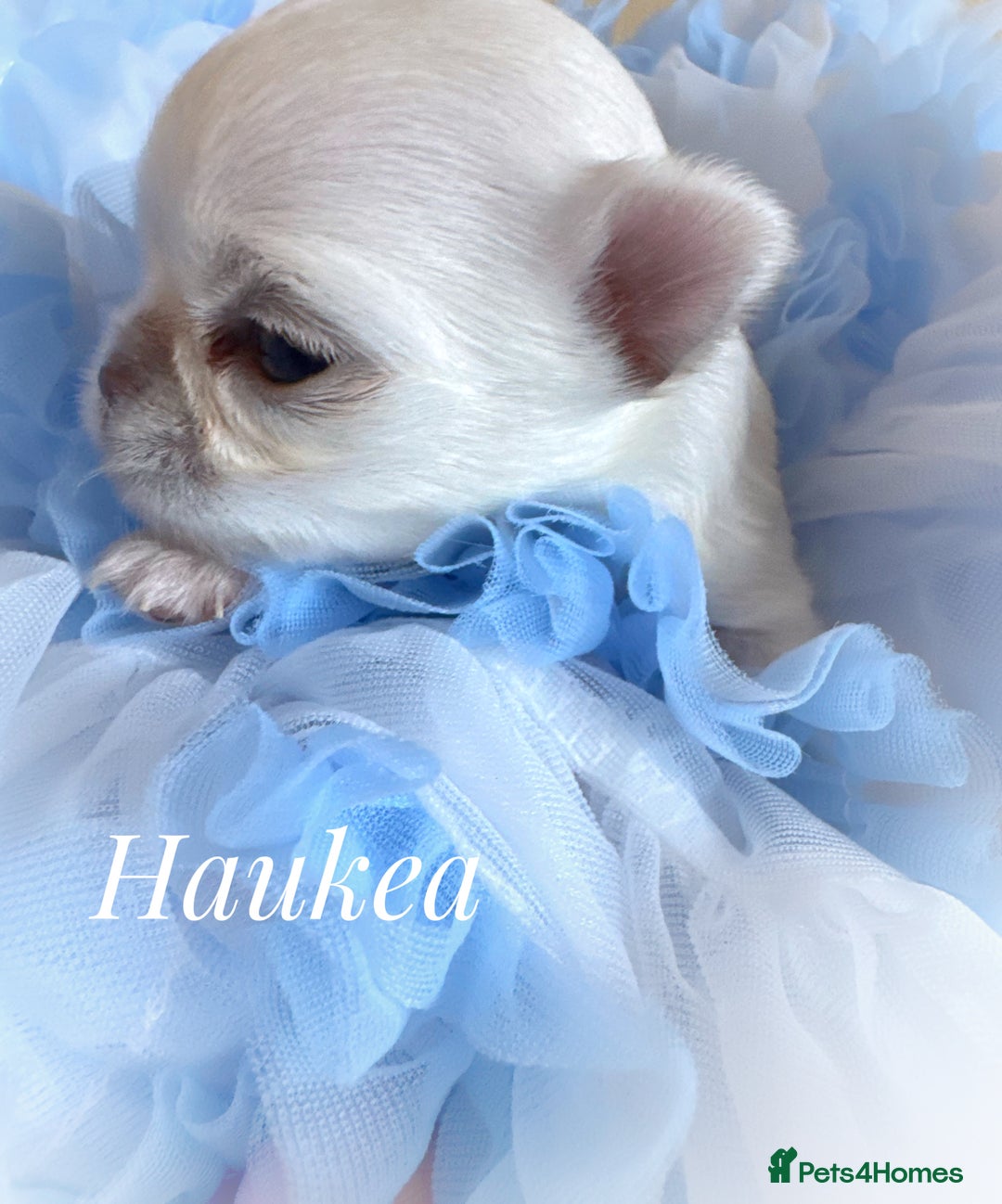 Chihuahua dogs for sale: KC qulity LC cream/white chihuahua puppies  - Image 1