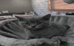 British Shorthair cats for sale: Last Female Gorgeous British Shorthair Kitten - Image 14