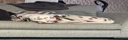Dalmatian dogs for sale: Oreo  in Glasgow - Advert 7