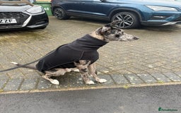 Lurcher dogs for stud: Collie x Whippet Stud  - Image 8