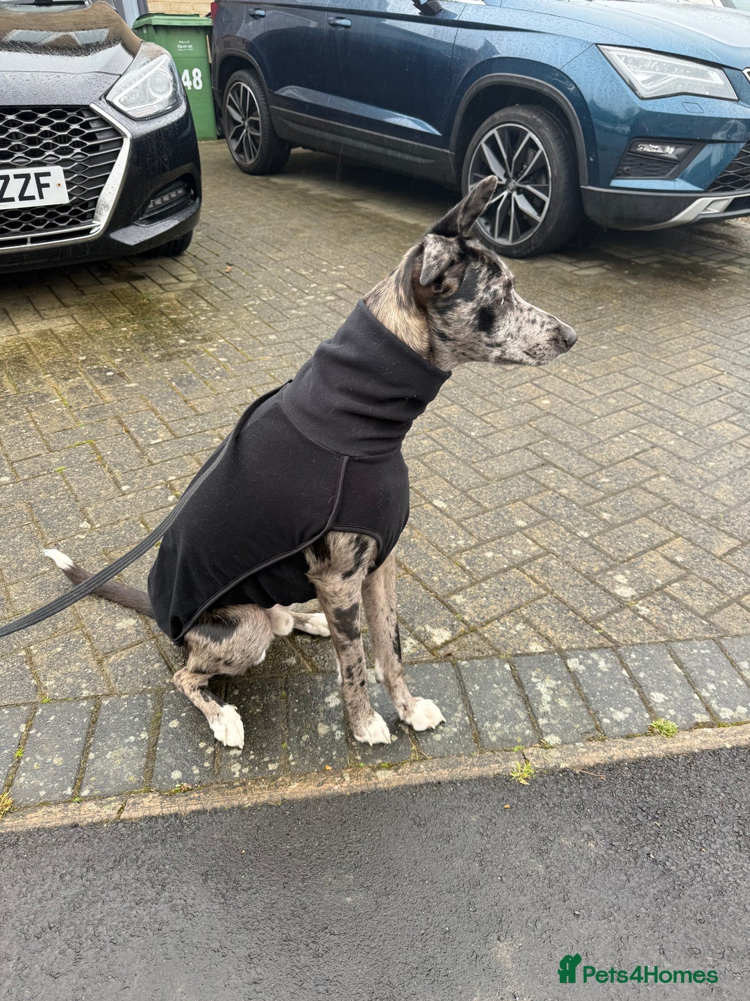 Lurcher dogs for stud: Collie x Whippet Stud  - Image 8