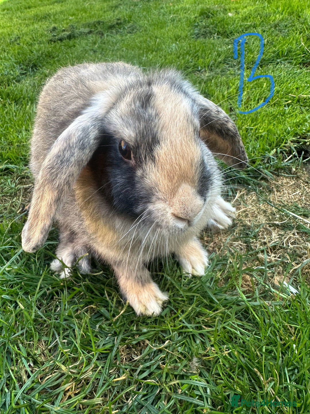 Mini Lop rabbits for sale: Mini Lop Rabbits For Sale  - Image 22
