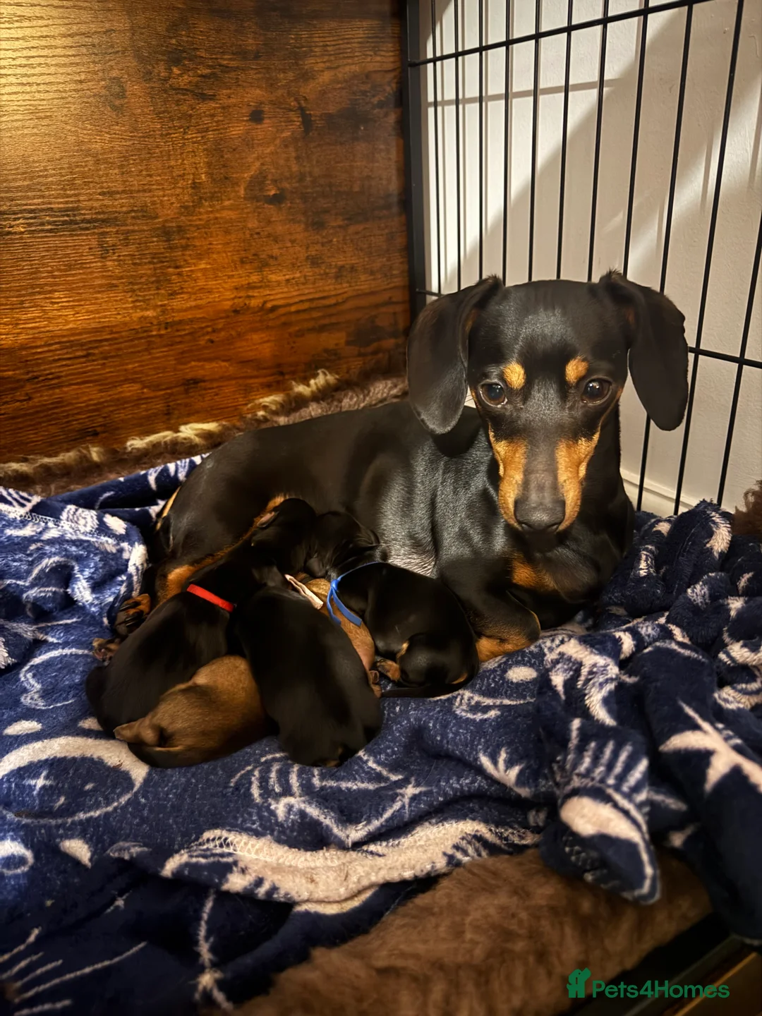 Miniature Dachshund dogs for sale: Last Black and tan miniature girl available  - Advert 4