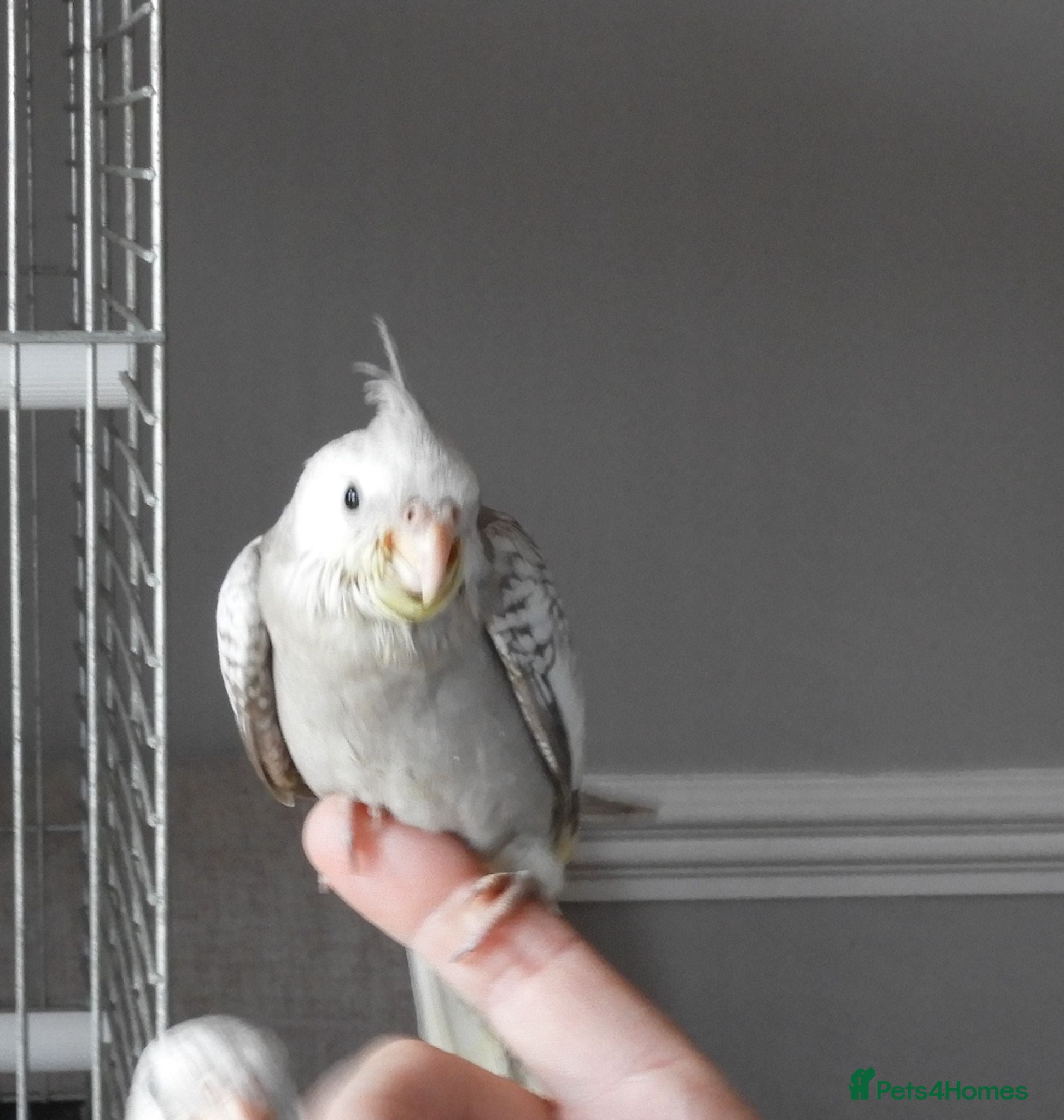 Cockatiels birds Hand Reared Cockatiels White Face and albino  - Advert 2