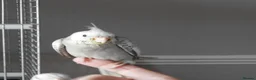 Cockatiels birds for sale: Hand Reared Cockatiels White Face and albino  - Advert 1