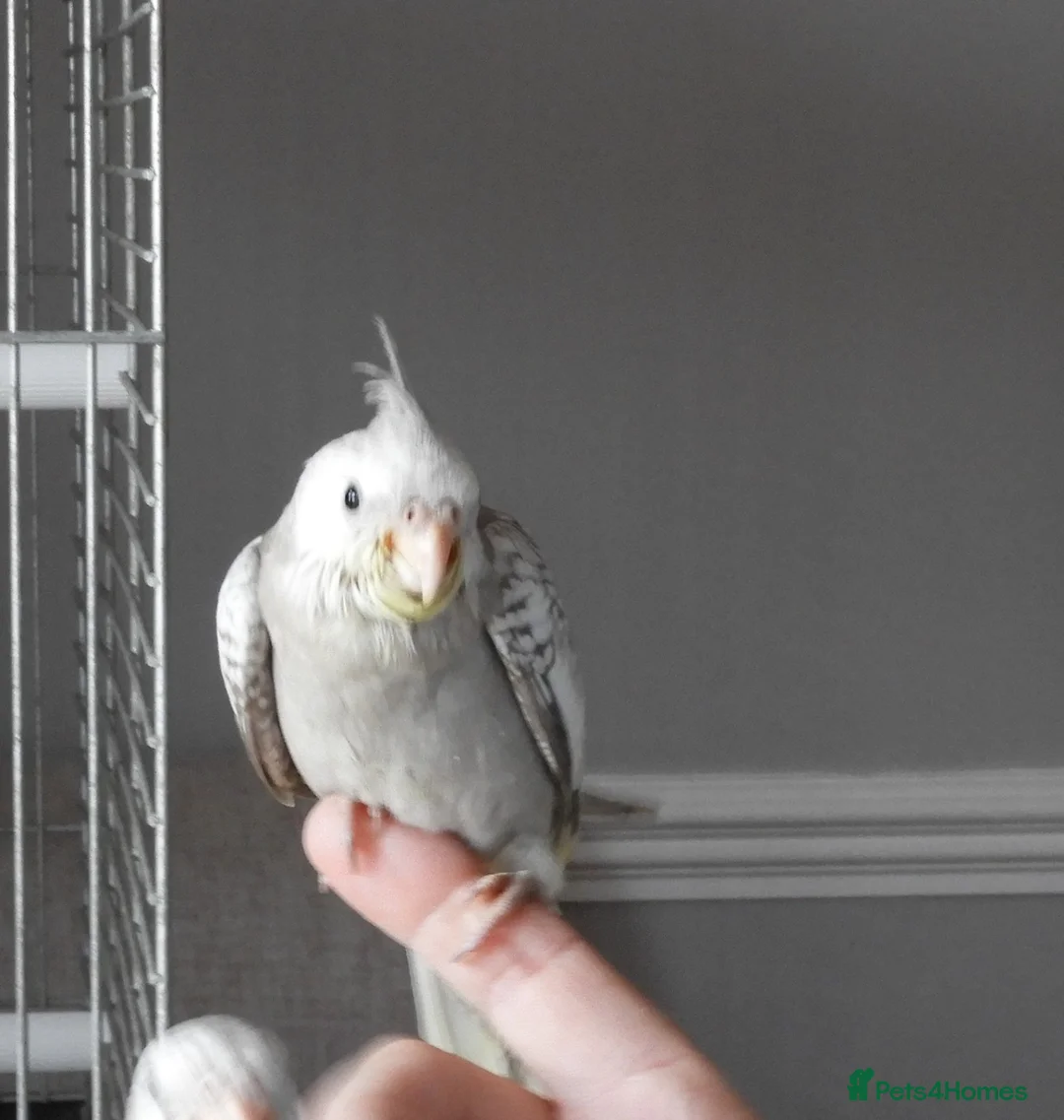 Cockatiels birds for sale: Hand Reared Cockatiels White Face and albino  - Advert 1