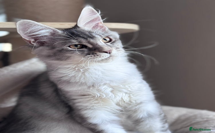 Maine Coon cats - Advert 3