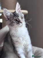 Maine Coon cats - Advert 4