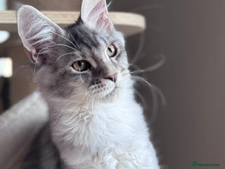 Maine Coon cats - Advert 1