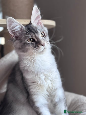 Maine Coon cats - Advert 3