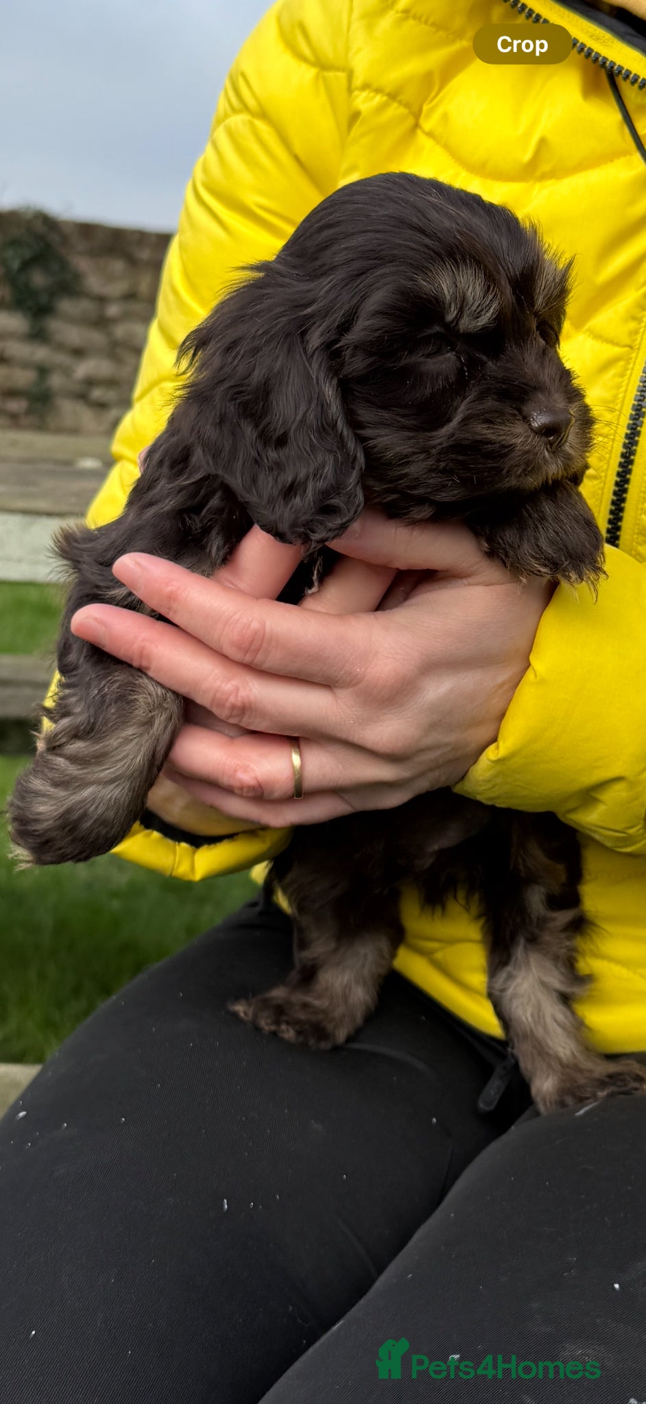 Cockapoo dogs Chocolate merl and tan point American cockapoo  - Advert 1