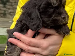 Cockapoo dogs Chocolate merl and tan point American cockapoo - Advert 1