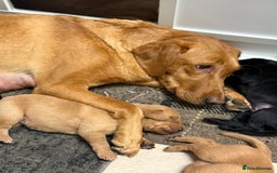 Labrador Retriever dogs for sale: Beautiful Labrador puppies for sale  - Image 11