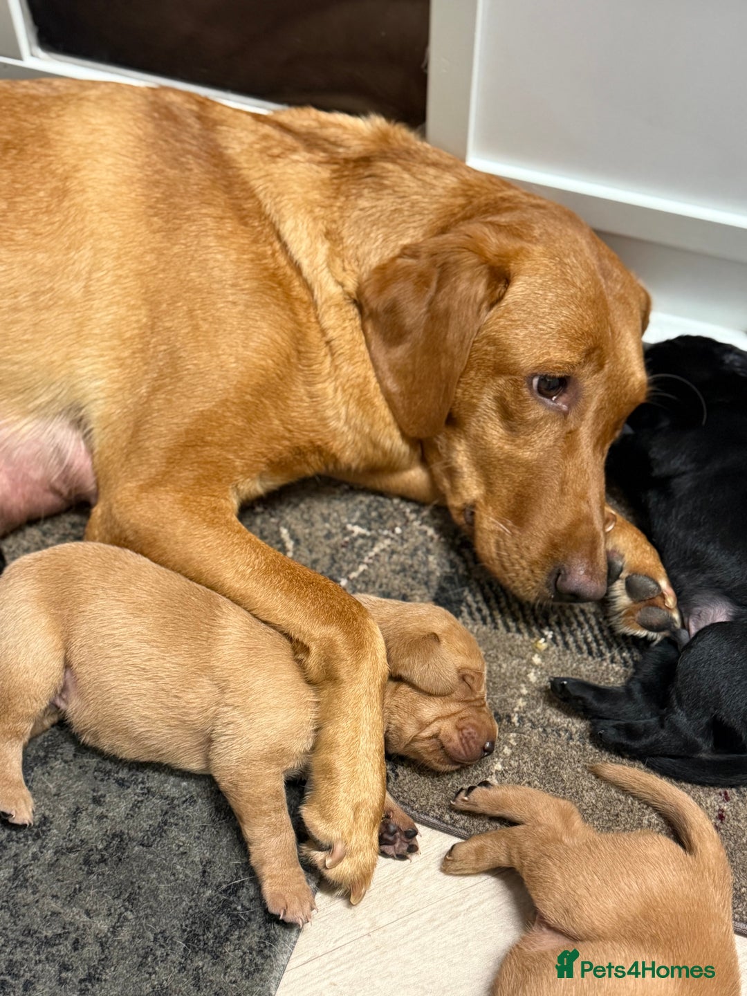 Labrador Retriever dogs for sale: Beautiful Labrador puppies for sale  - Image 11