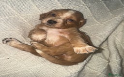 Cocker Spaniel dogs for sale: Cocker spaniels  - Image 24