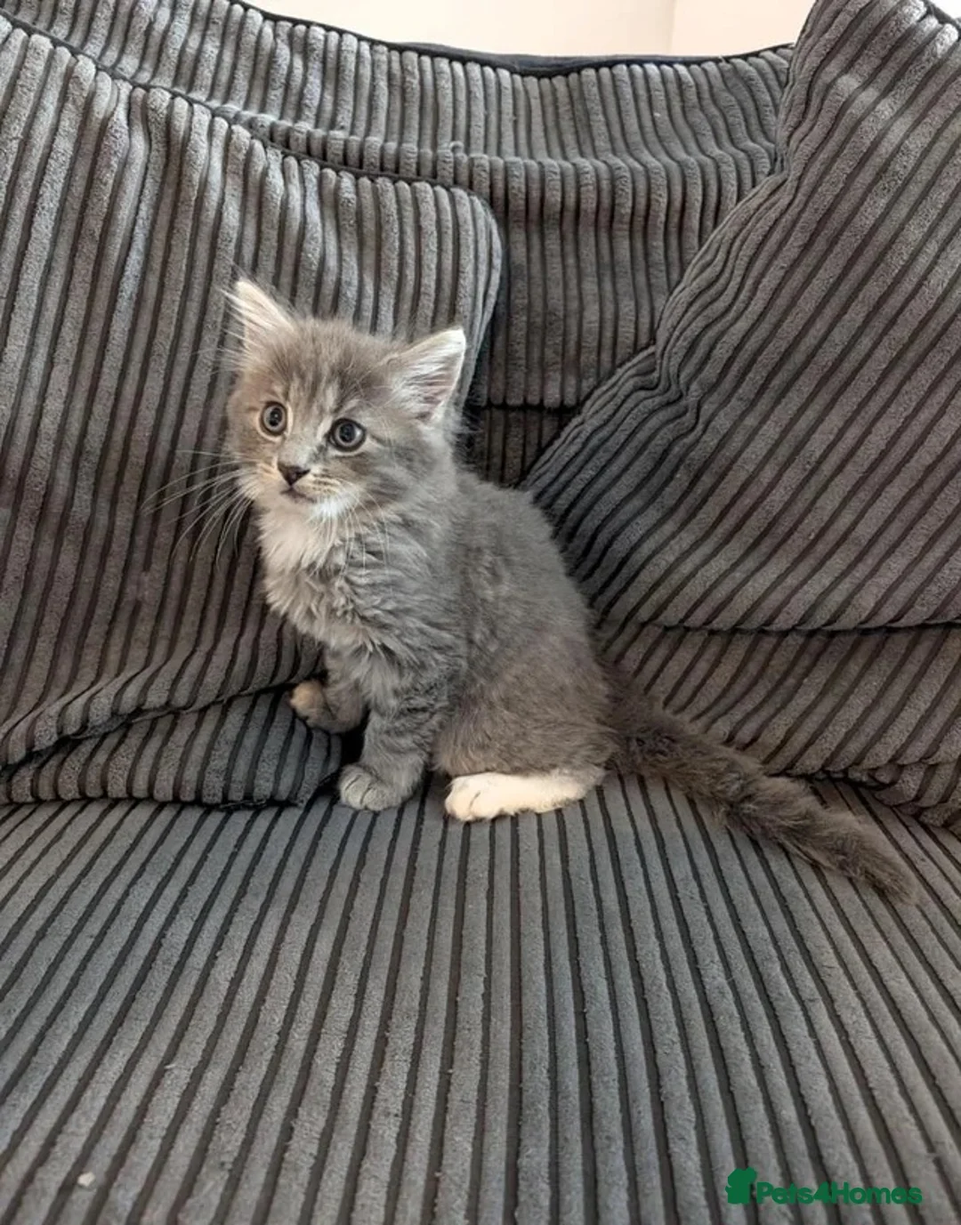Mixed Breed cats for sale: Blue tabby kitten for sale  in Swansea - Advert 6