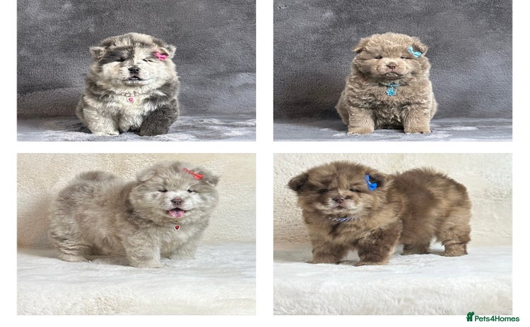 Chow Chow dogs - Advert 12