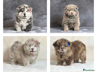 Chow Chow dogs Exotic colour pure chow chow puppies for sale - Advert 1