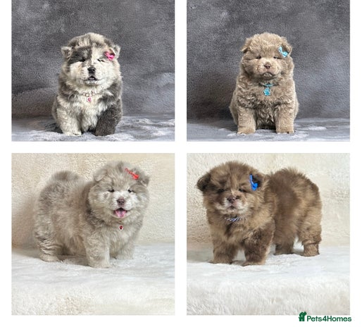 Chow Chow dogs - Advert 12